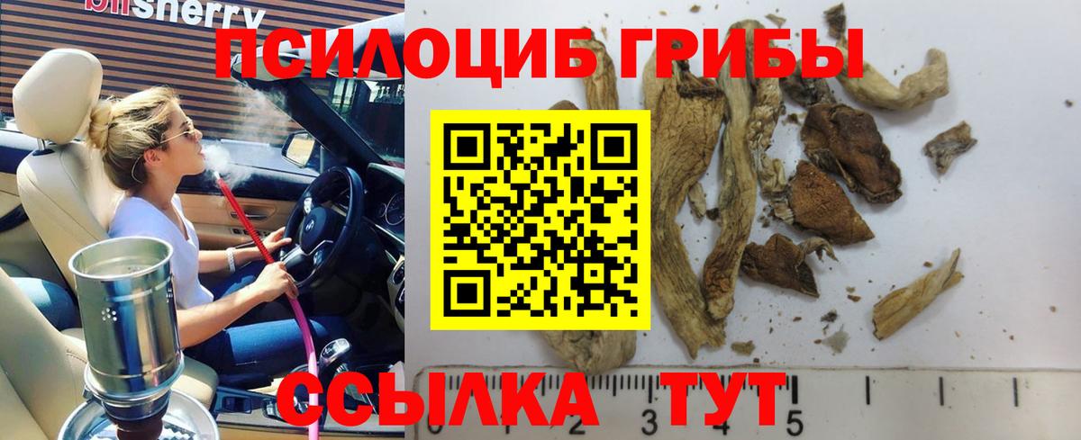 Псилоцибиновые грибы GOLDEN TEACHER  Галлюциногенные грибы Cubensis  Благодарный  Вход с VPN 